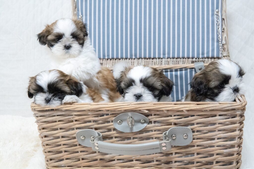 シーズーをどこから迎える?ペットショップ?ブリーダー?知り合いから?保護犬??